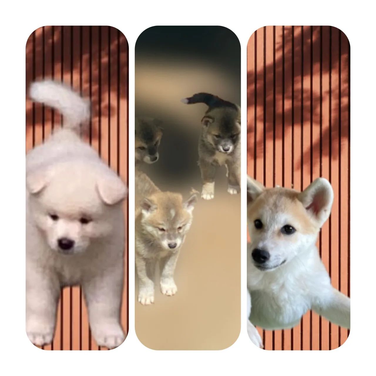 Akita Inu Cachorros Parque Amazônia, Goiânia 1445635385 OLX