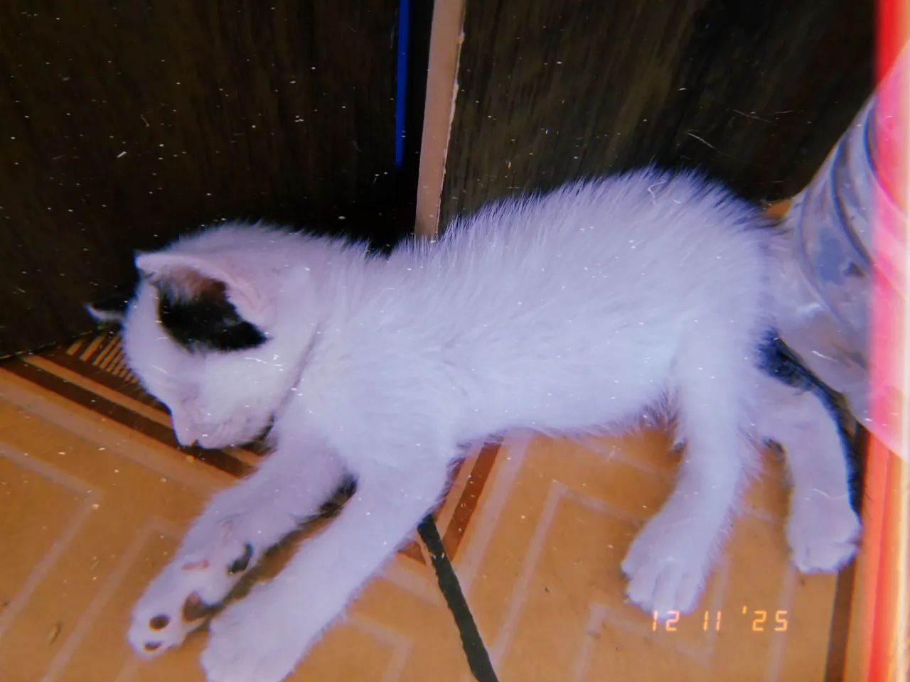 Gatinho para Adoção  - Foto 3