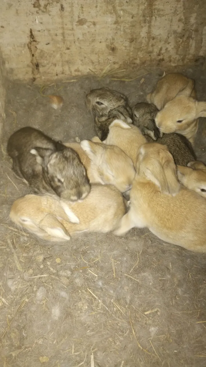 Filhotes de coelhos para venda