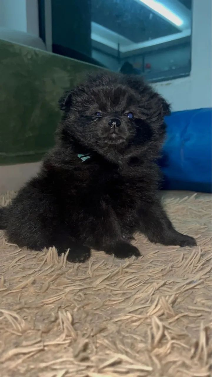 Filhote de Spitz Alemão - Pelúcia Negra - Foto 3
