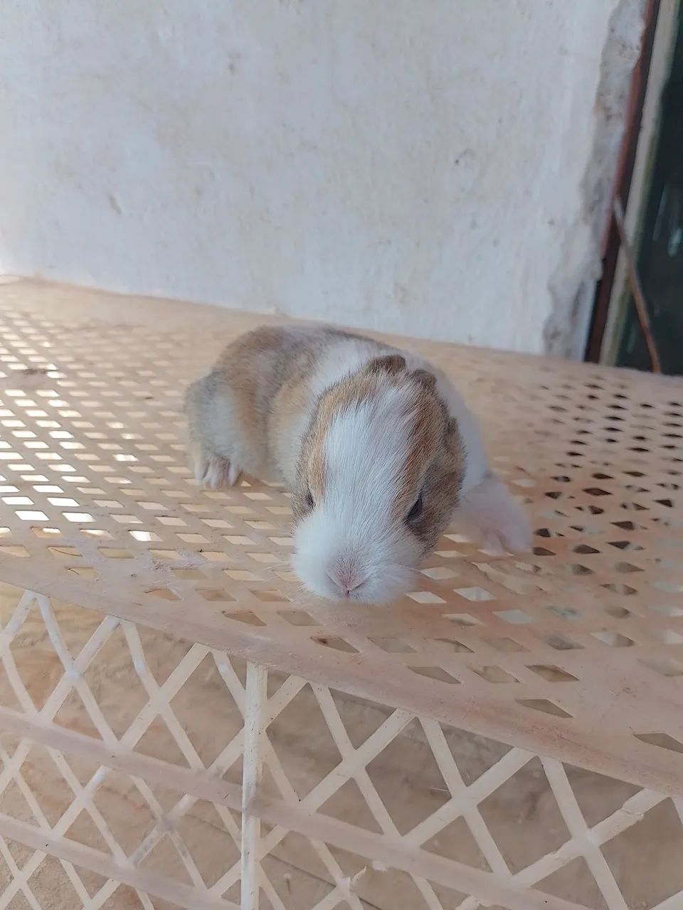 Coelhinho filhote  - Foto 2