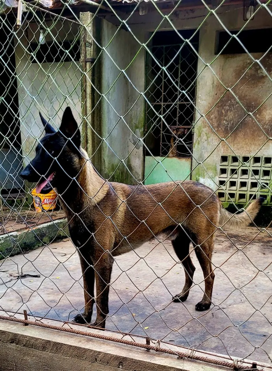 Filhote Pastor Belga Malinois
