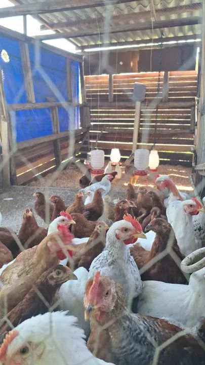 Vendo novogem ,embrapa 51, glc e caipirao  - Foto 3