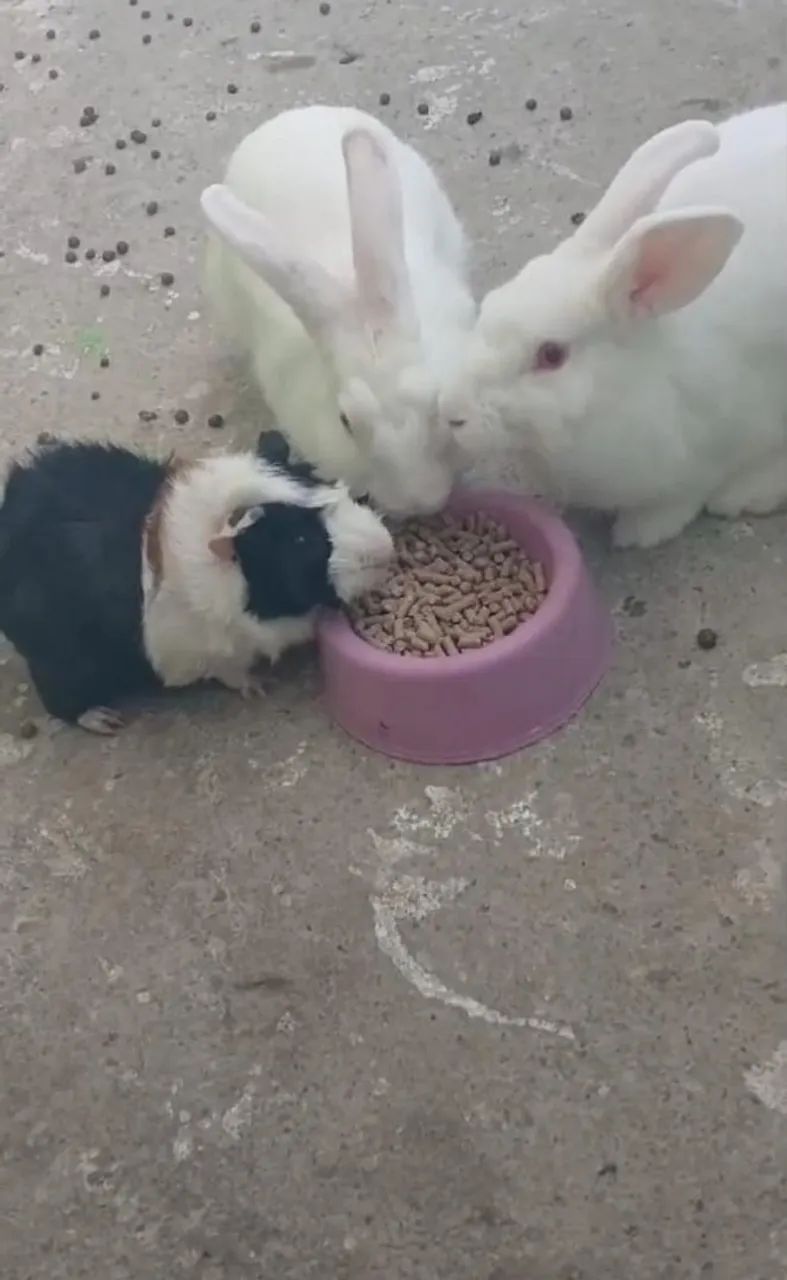 Casal de coelho pra vender logo