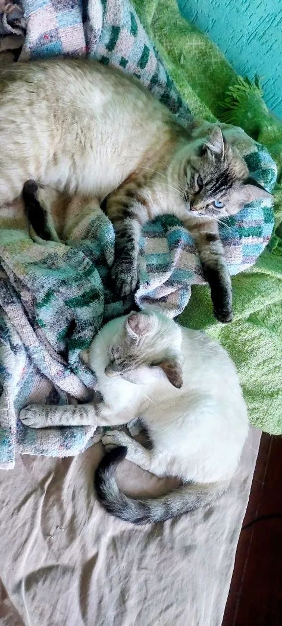 ADOTE UM GATINHO - Foto 5