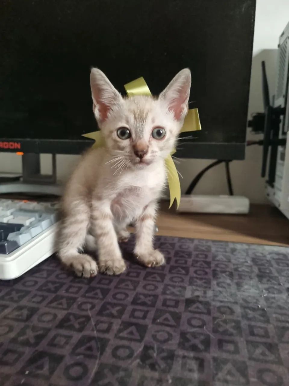 Gato filhote - Foto 2