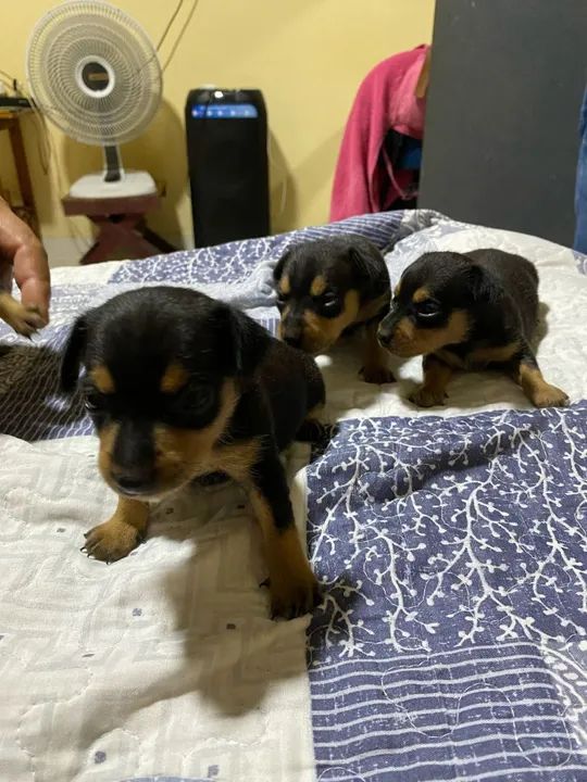 Vendo cachorro pincher - Foto 5