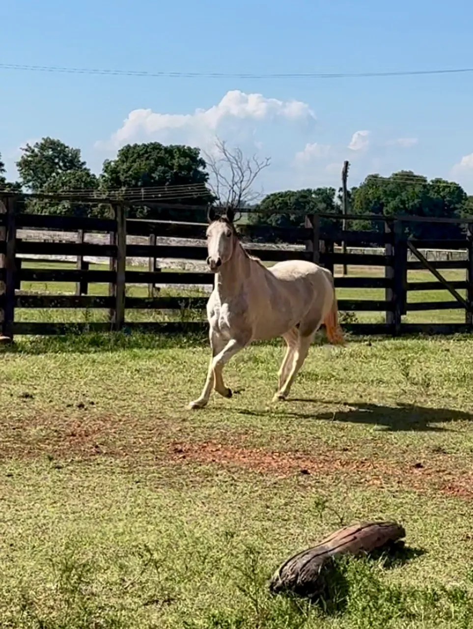 Égua Paint horse Pura