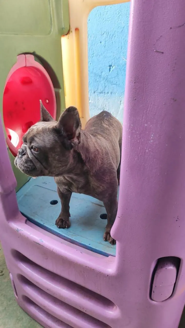 Play pet playground com escorrega