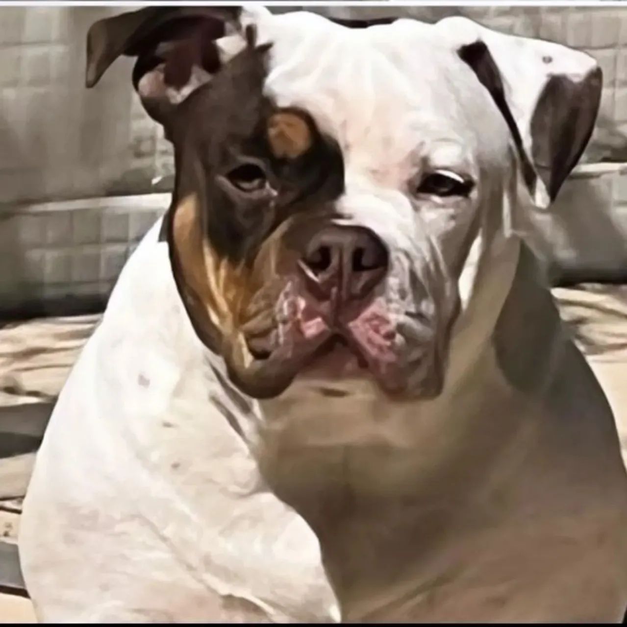 Filhote American Bully  - Foto 6