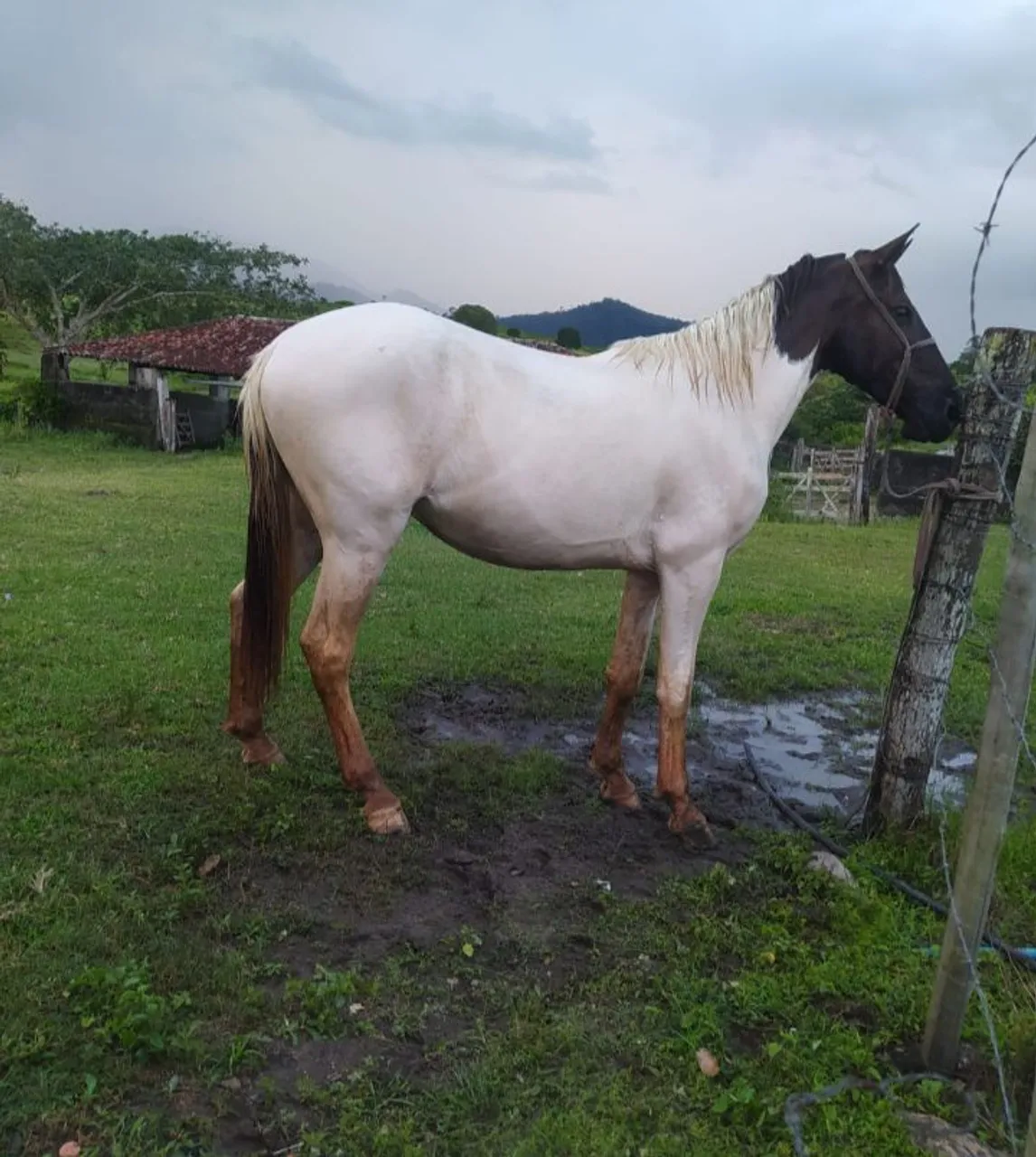 Cavalo Mangolino