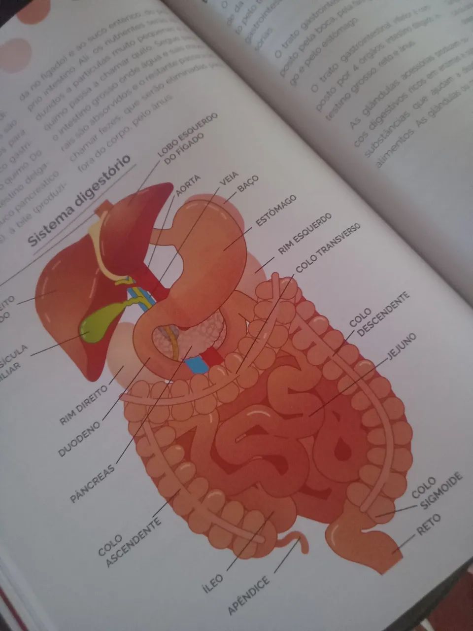 Livro anatomia do corpo humano - Foto 5