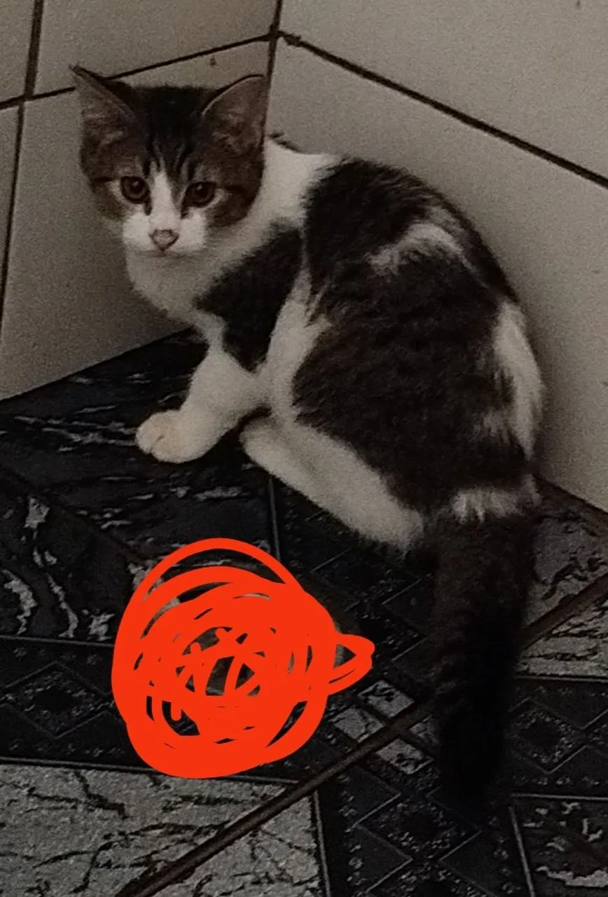 Gatinhos fofos para adoção