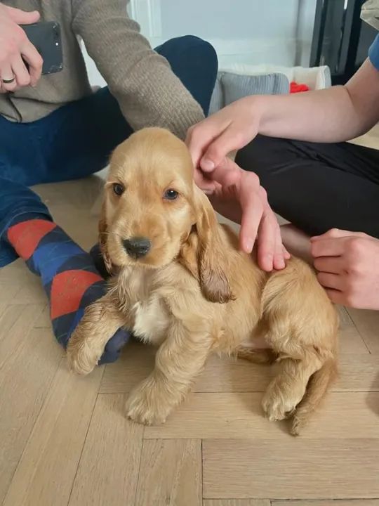 Cocker Spaniel Super Amáveis!