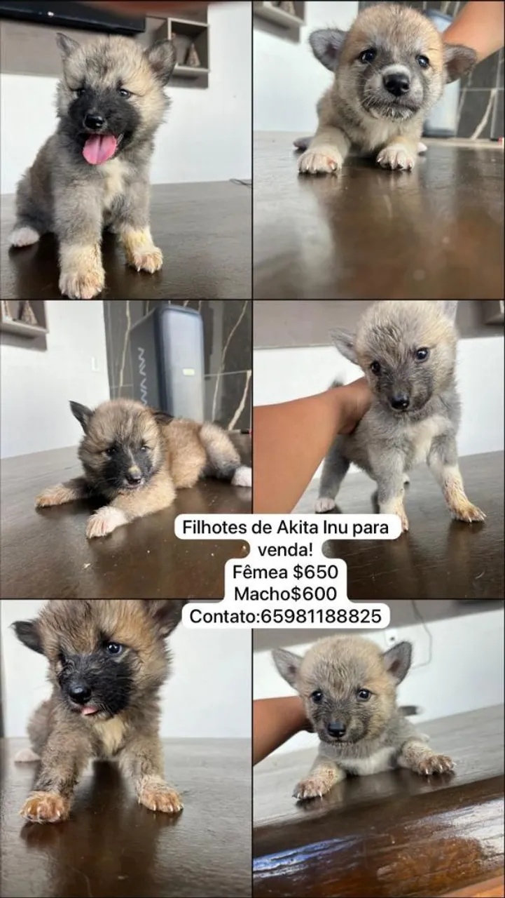 Filhotes de Akita Inu para venda!