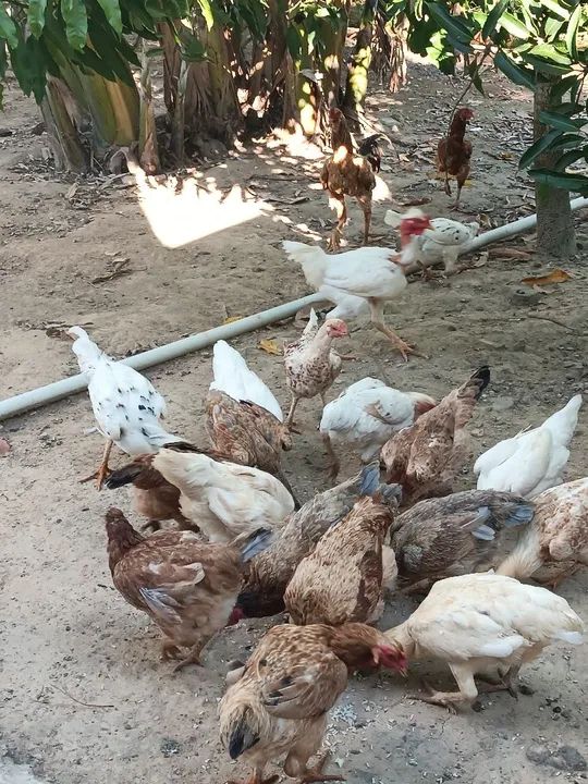 Frango caipira e galinhas para venda - Foto 4