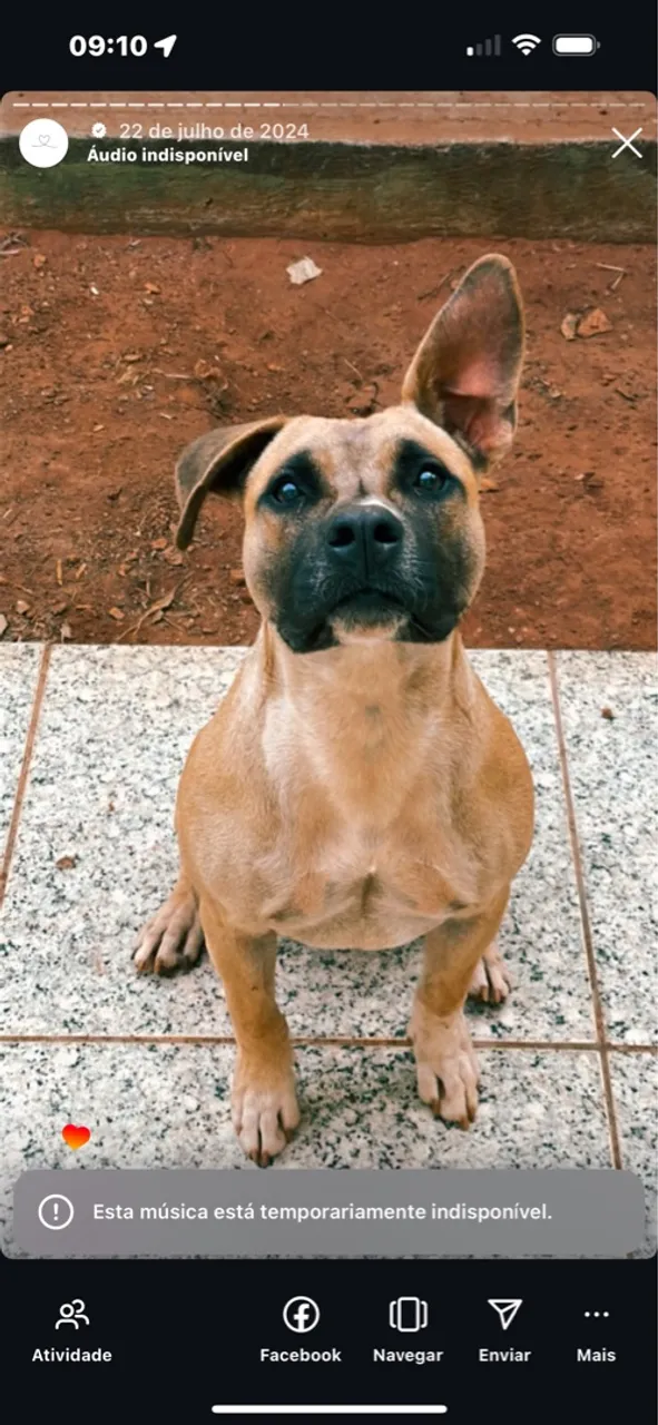 Filhote de Pitbull para adoção
