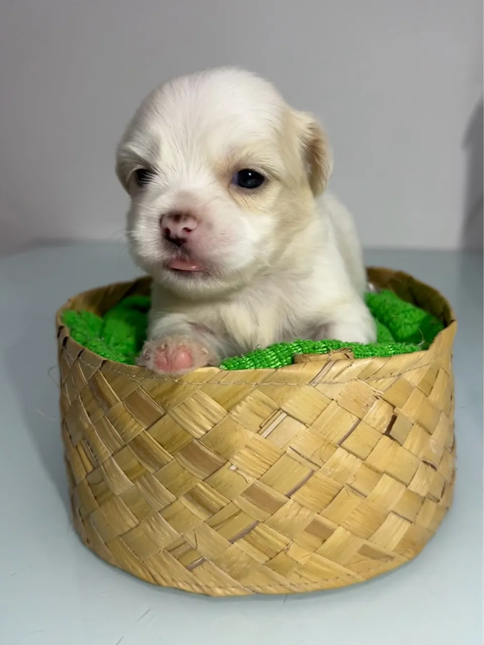 Filhotes de Lhasa Apso