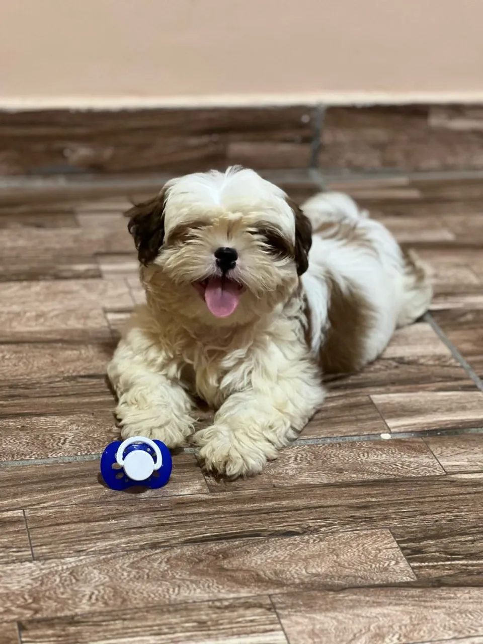 Filhote Shih Tzu disponível para adoção