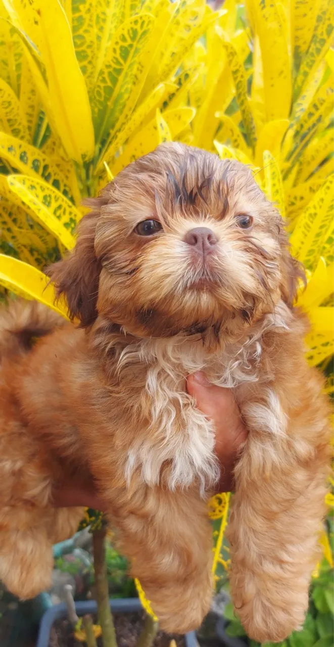 Filhote Shih Tzu Macho