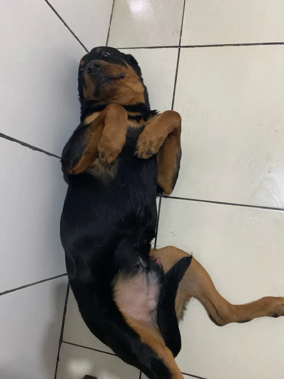 Rottweiler Filhote