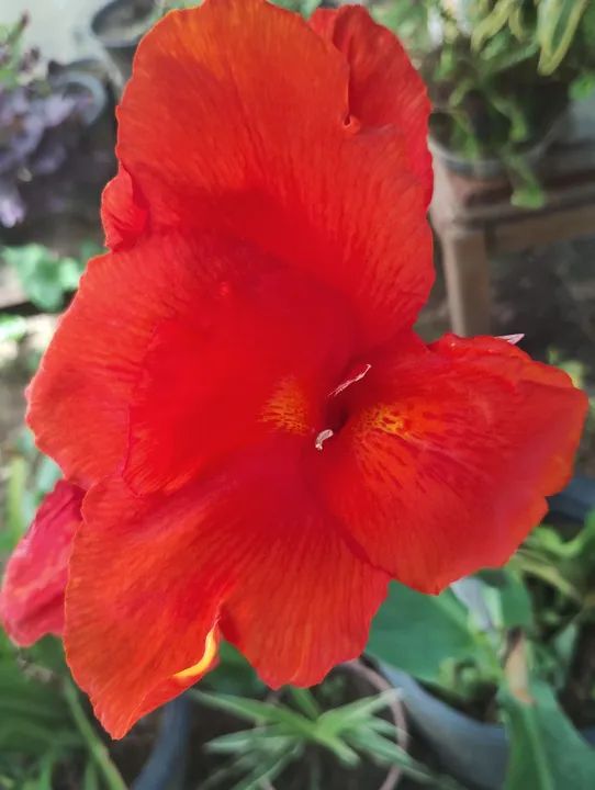 Produtos orgânicos. - Foto 4