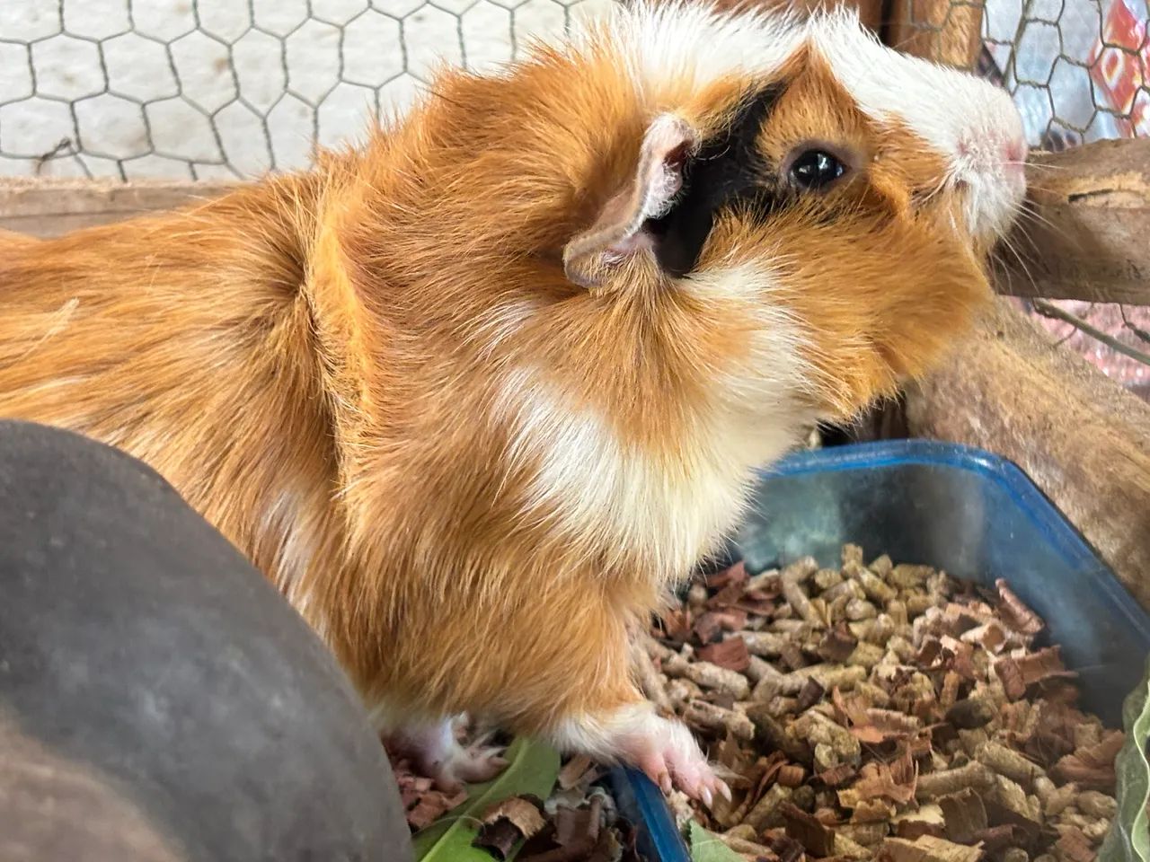 Porquinhos da india - Foto 6