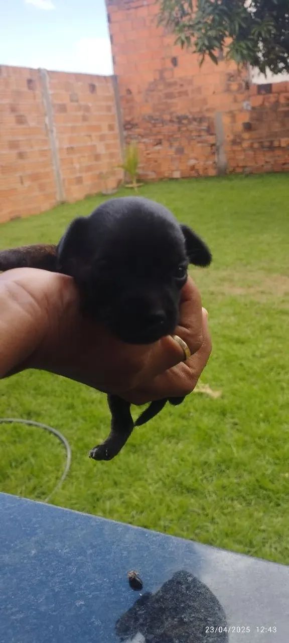 Pinscher filhote - Foto 4