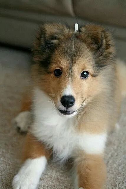 Collie Filhotes Tricolor e Bicolor - Foto 4