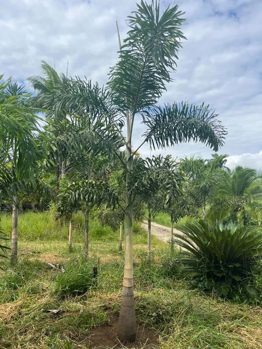 Palmeira Rabo de Raposa