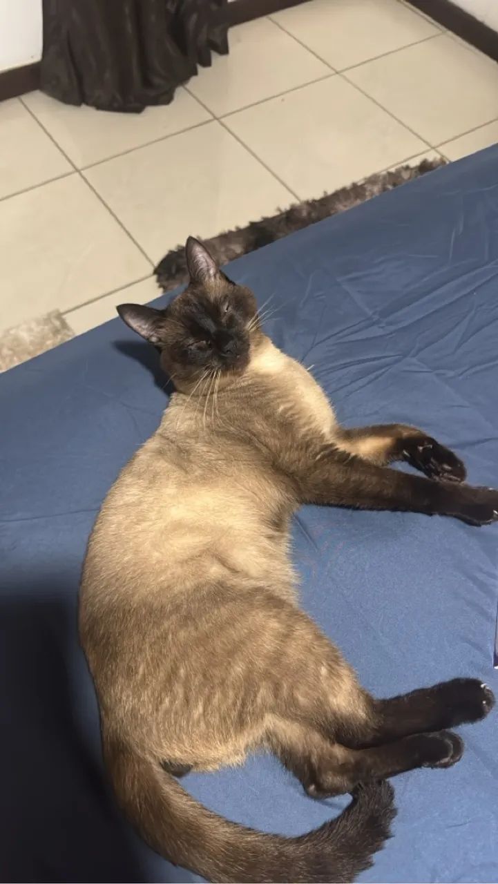 Gatinho Siamês para Adoção - Foto 6