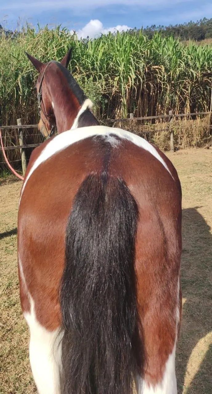 Égua MARCHA PICADA  - Foto 2