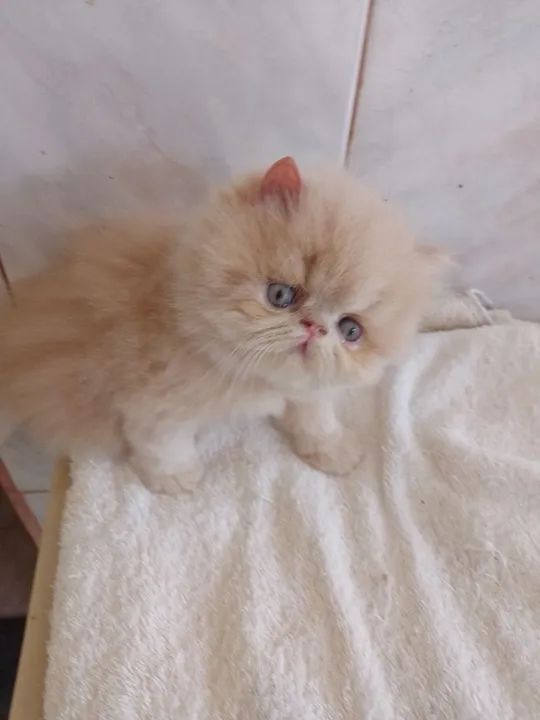 Vendo linda gatinha persa fêmea  - Foto 4