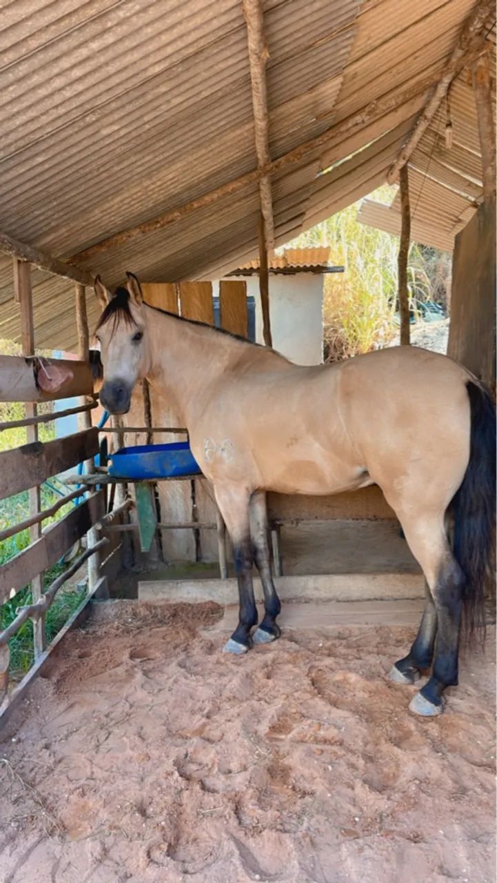 Cavalo Mangalarga Marchador