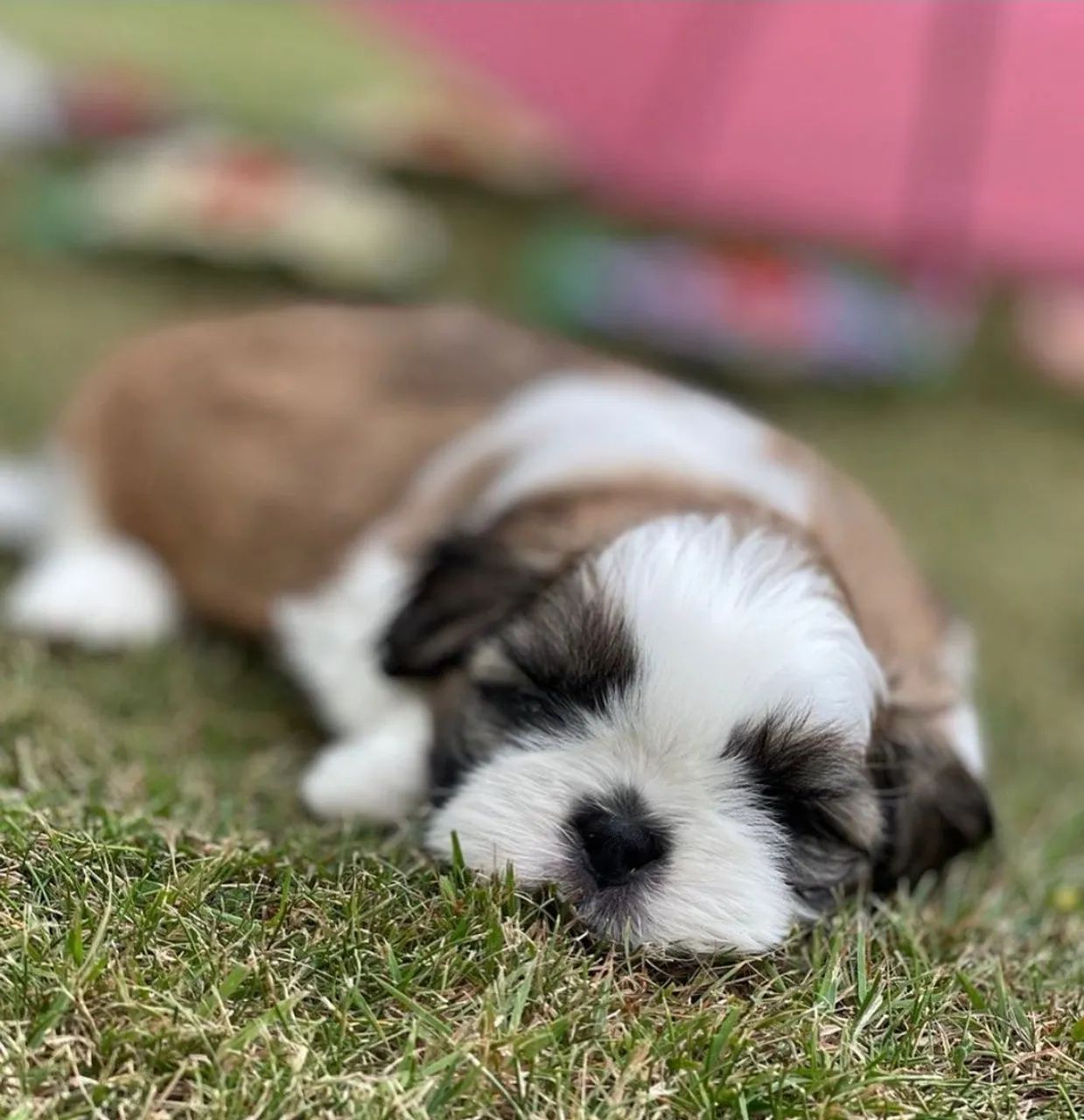 Filhote de Shih Tzu lindo - Foto 4