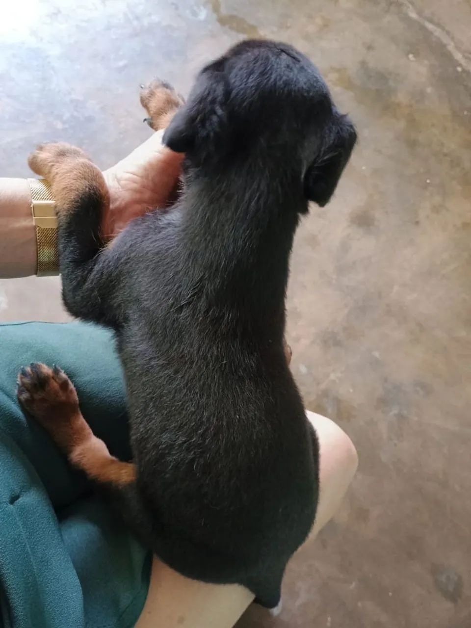 Vendo filhotes de Rottweiler  - Foto 2