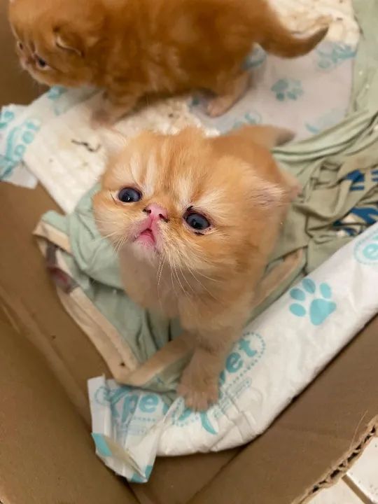 Gatinhos Persas - disponíveis para reserva  - Foto 3