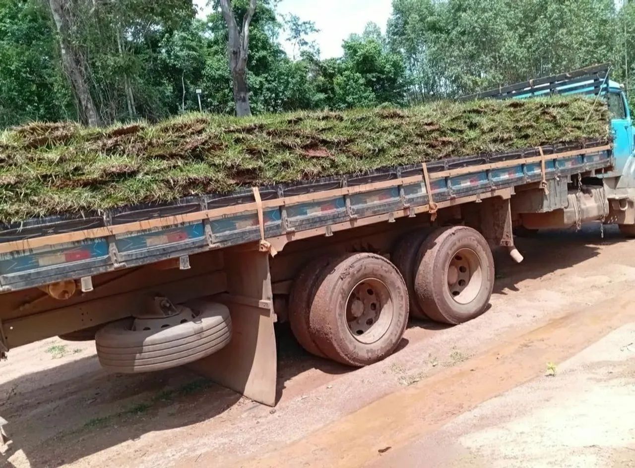 Temos Gramas apartir de 6,99 ó m2 já plantado com calcário/adubo! - Foto 4