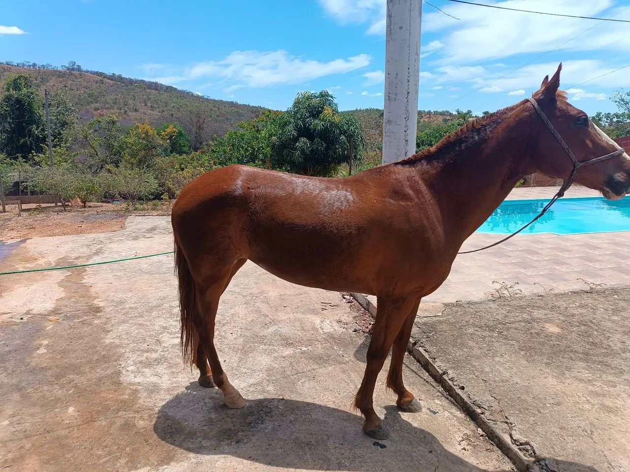 Égua castanho com mancha branca, 3.300.00 com uma cela australiana completa - Foto 6