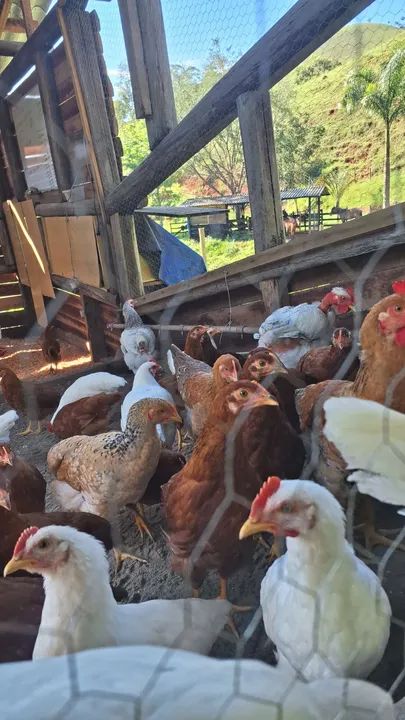 Vendo novogem ,embrapa 51, glc e caipirao  - Foto 2