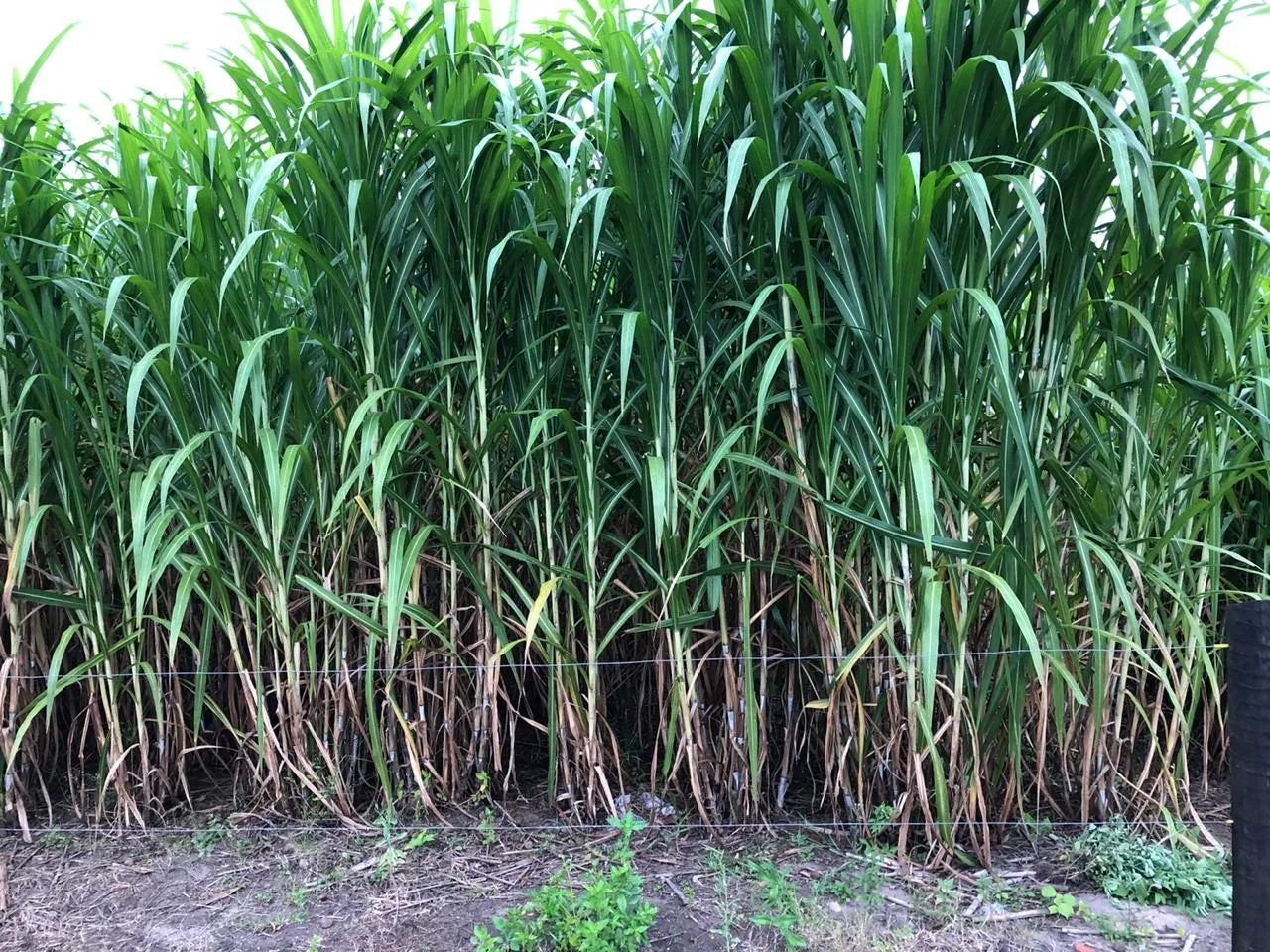 Mudas de BRS CAPIAÇU e BRS KURUMI Alta Produtividade