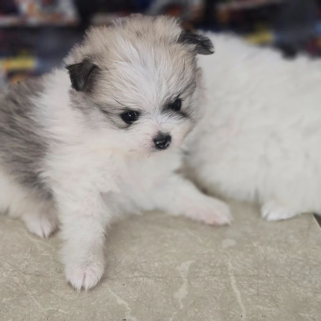 Filhote de Spitz Alemão Anão - Foto 2