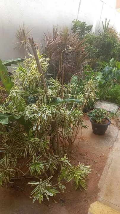 Por motivo de mudança estou vendendo mais de 20 jarros e todas as plantas  - Foto 4