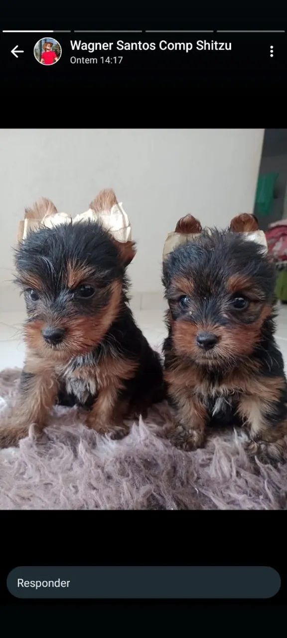 Filhotes de Yorkshire Terrier disponíveis