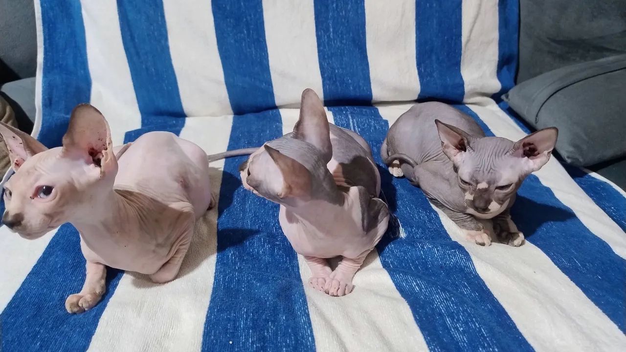 3 lindas sphynx  - Foto 4