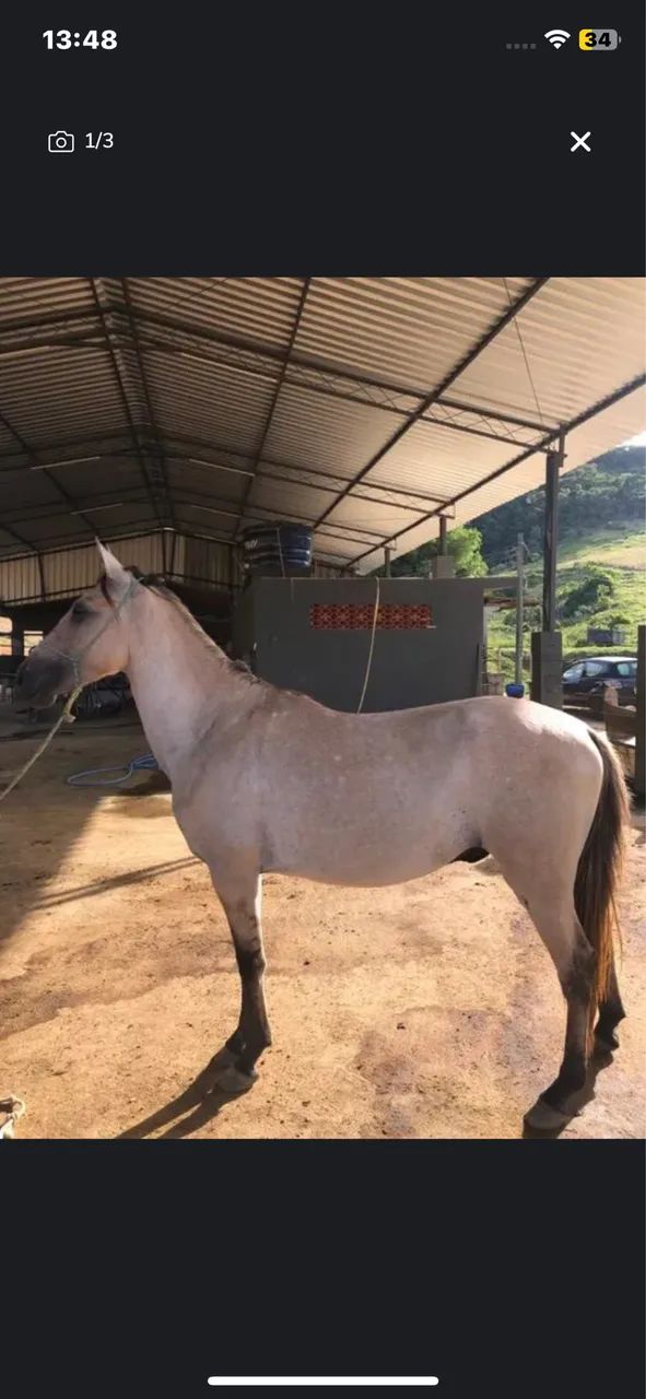 Cavalo mangalarga 3 anos  - Foto 4