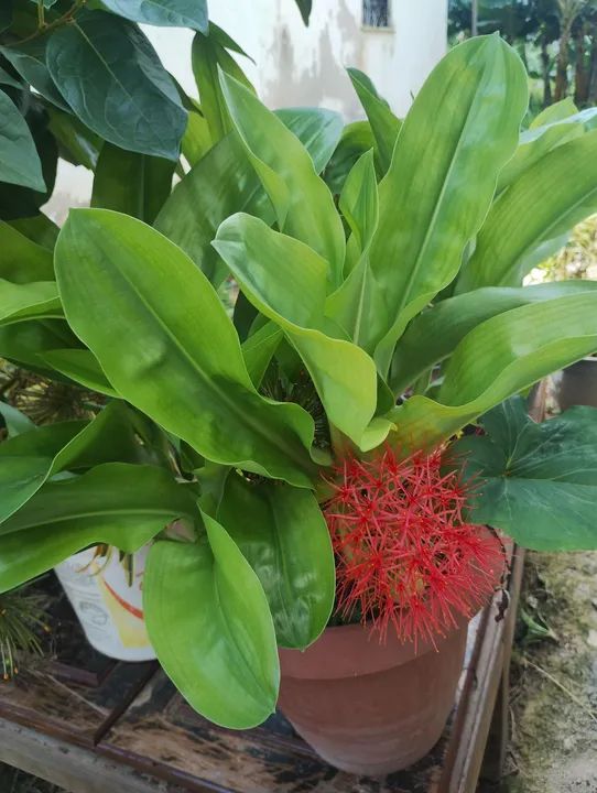 Produtos orgânicos. - Foto 3