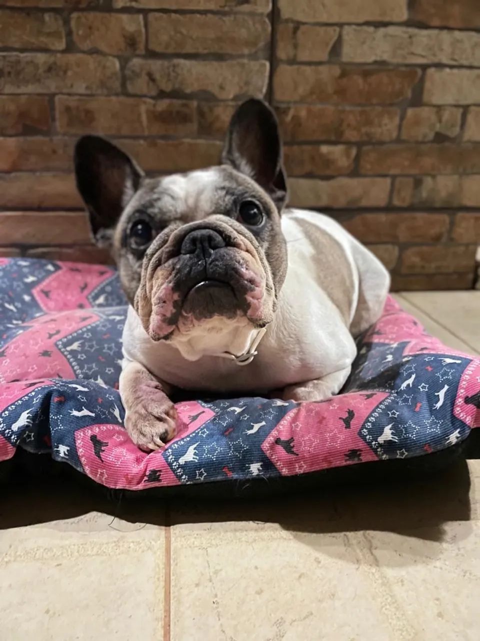 Buldogue francês  - Foto 2