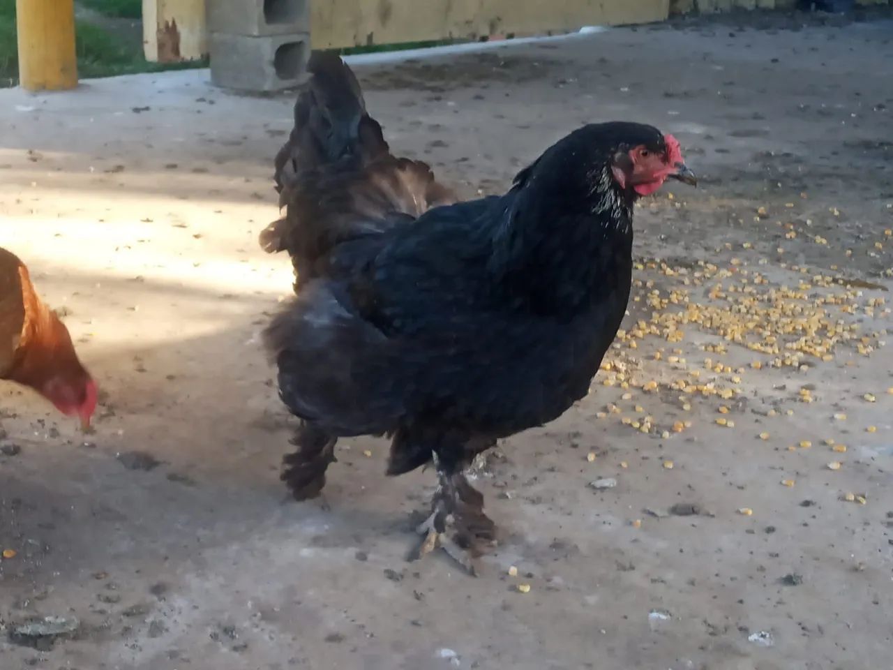 Galos e galinhas - Foto 3