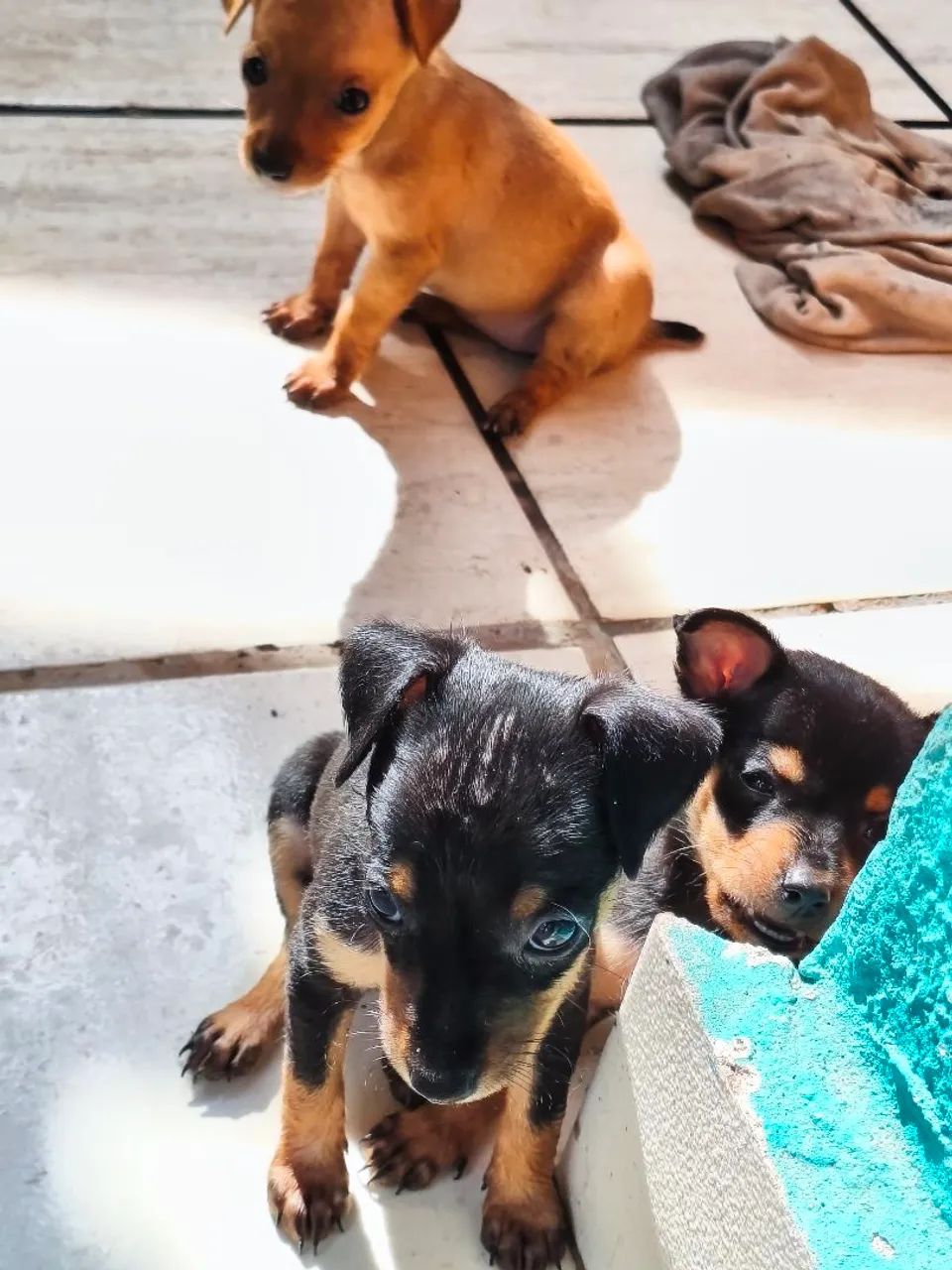 Filhotes de Pinscher - Femea